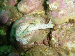another nudibranch from the chilean, patagonia fjords. Th... by David Thompson 